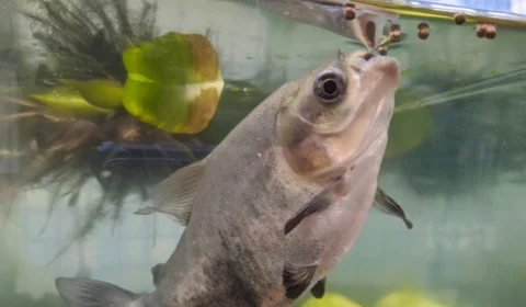 Pesquisa avalia habilidade metabólica do tambaqui no Amazonas