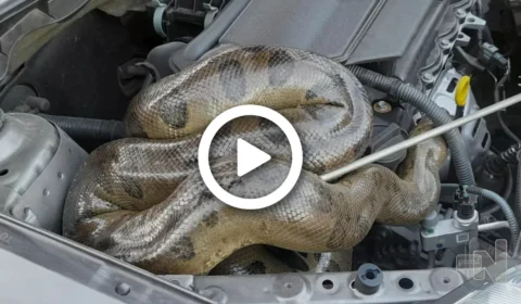 VÍDEO: cobra é encontrada escondida dentro do capô de carro em Belém