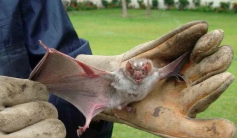 Em um mês, Minas Gerais registra 3 mortes por raiva humana