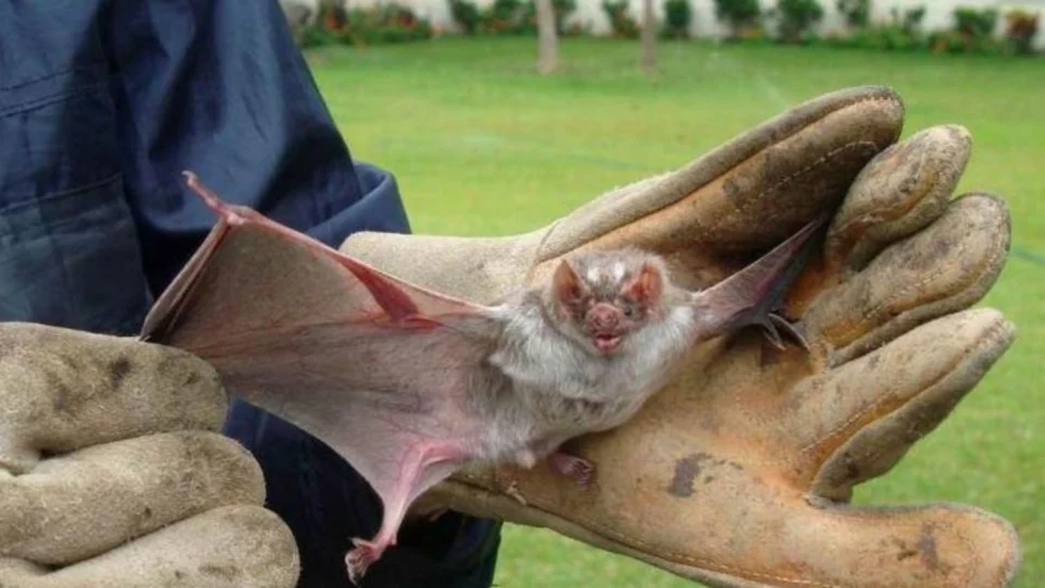 Em um mês, Minas Gerais registra 3 mortes por raiva humana