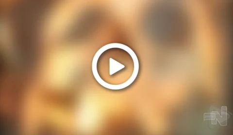 VÍDEO: ossada humana é encontrada em área de mata no interior do AM