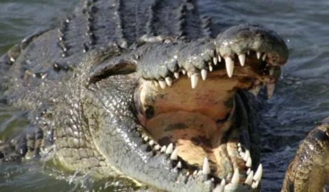 Homem é atacado por crocodilo e consegue se salvar com apenas uma mão, na Austrália