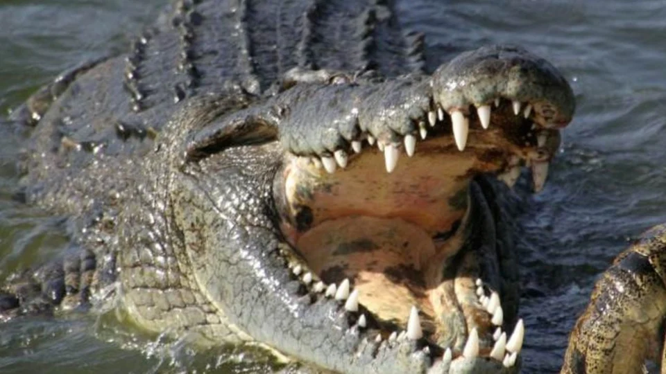 Homem é atacado por crocodilo e consegue se salvar com apenas uma mão, na Austrália