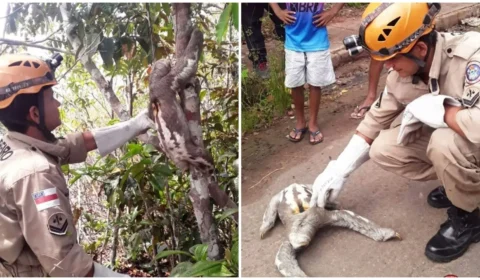Bombeiros resgatam duas preguiças no interior do AM