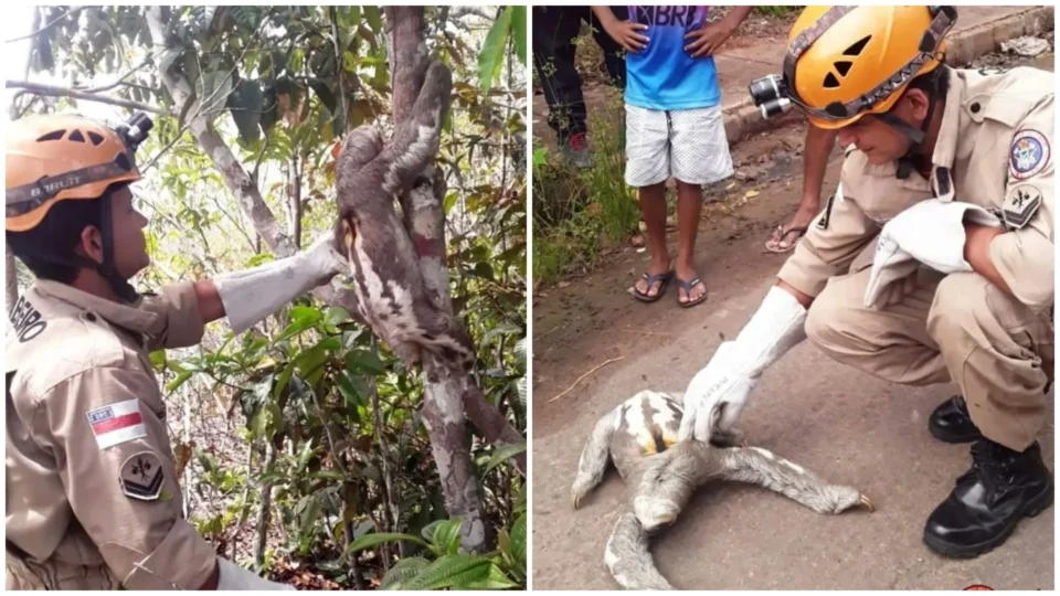 Bombeiros resgatam duas preguiças no interior do AM