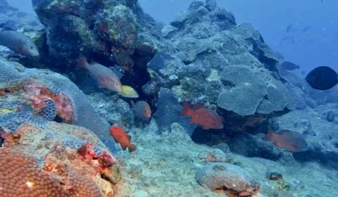 Cientistas descobrem novos recifes de coral no sul da Bahia