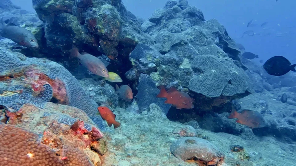 Cientistas descobrem novos recifes de coral no sul da Bahia