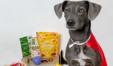 Conheça Hunter, vira-lata ‘tiktoker’ e ‘instagrammer’ que coleciona milhões de curtidas e dá conselho amoroso