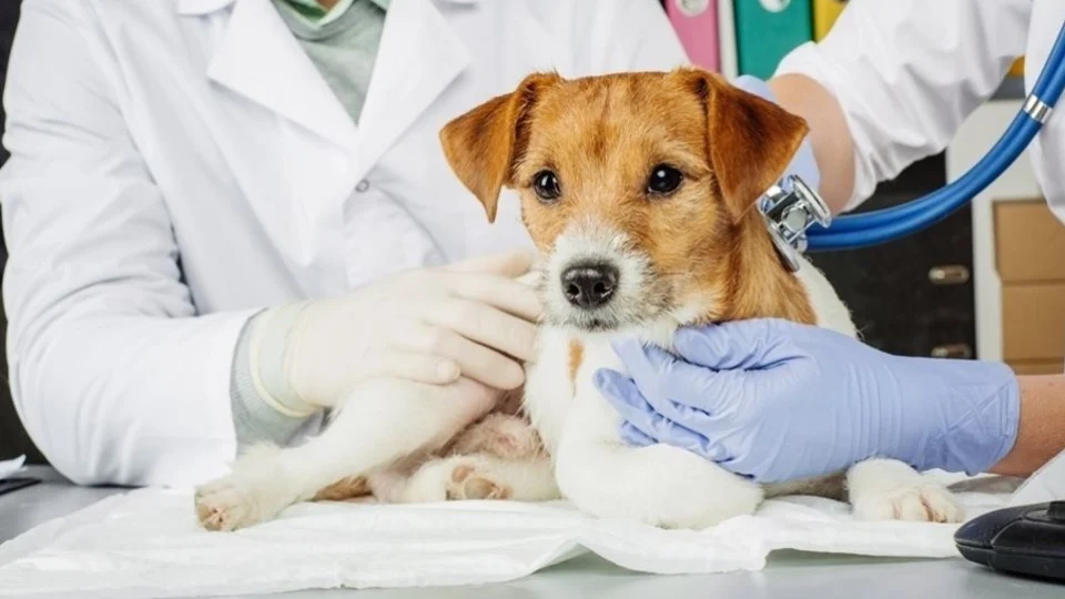 Conheça mitos e verdades sobre castração animal