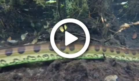 VÍDEO: fotógrafo faz registro raro de sucuri ‘gigante’ em rio no Mato Grosso do Sul