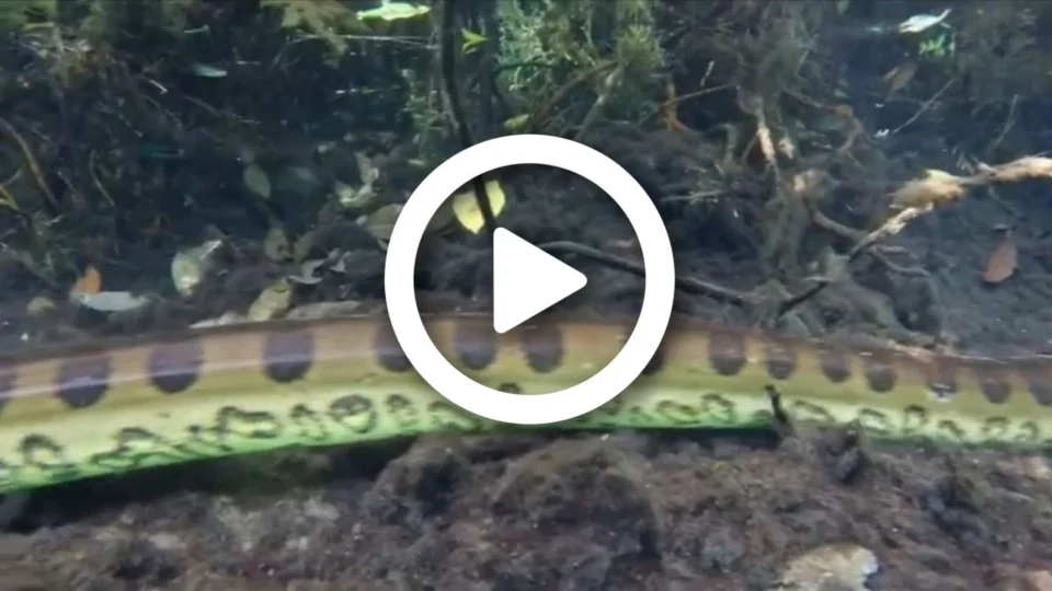 VÍDEO: fotógrafo faz registro raro de sucuri ‘gigante’ em rio no Mato Grosso do Sul