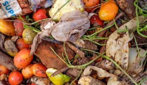 Comida desperdiçada pode alimentar 1,26 bilhão de pessoas, afirma ONU