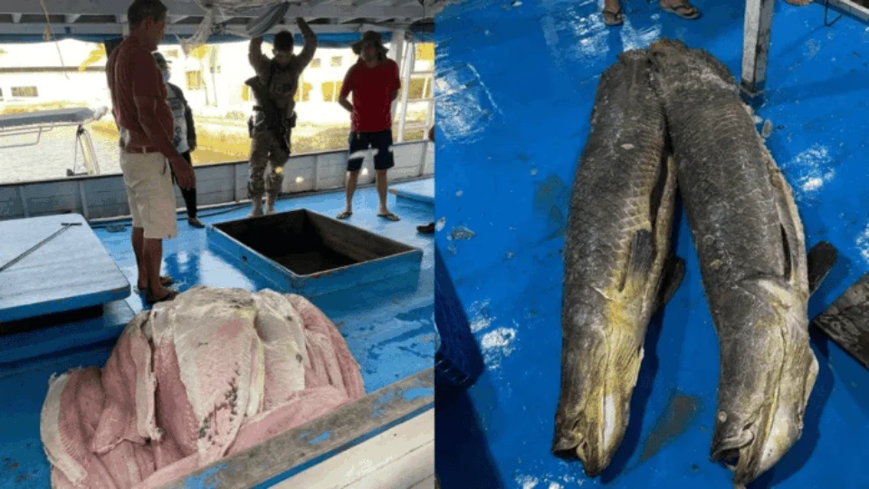 Toneladas de pirarucu ilegal são apreendidas em embarcação em Parintins-AM
