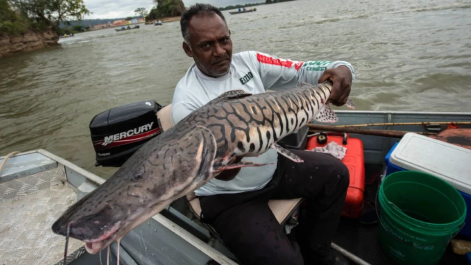 Pesca do surubim será proibida a partir de dezembro no Brasil