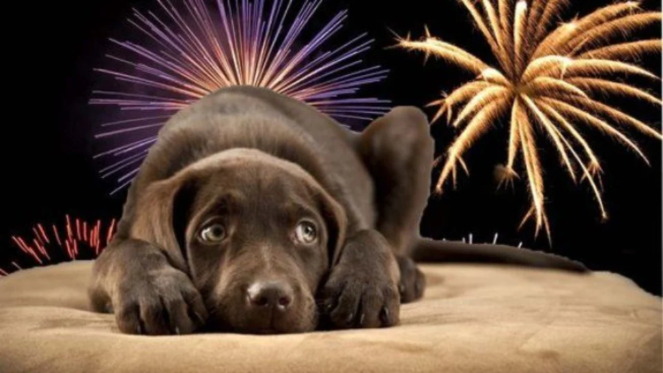 Conheça cinco sons que mais incomodam os cães; saiba como acalmá-los