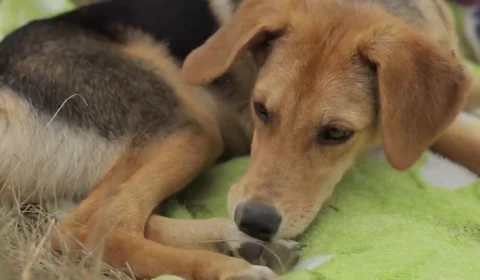 Alergia animal: entenda o que fazer quando seu pet lambe excessivamente as patas