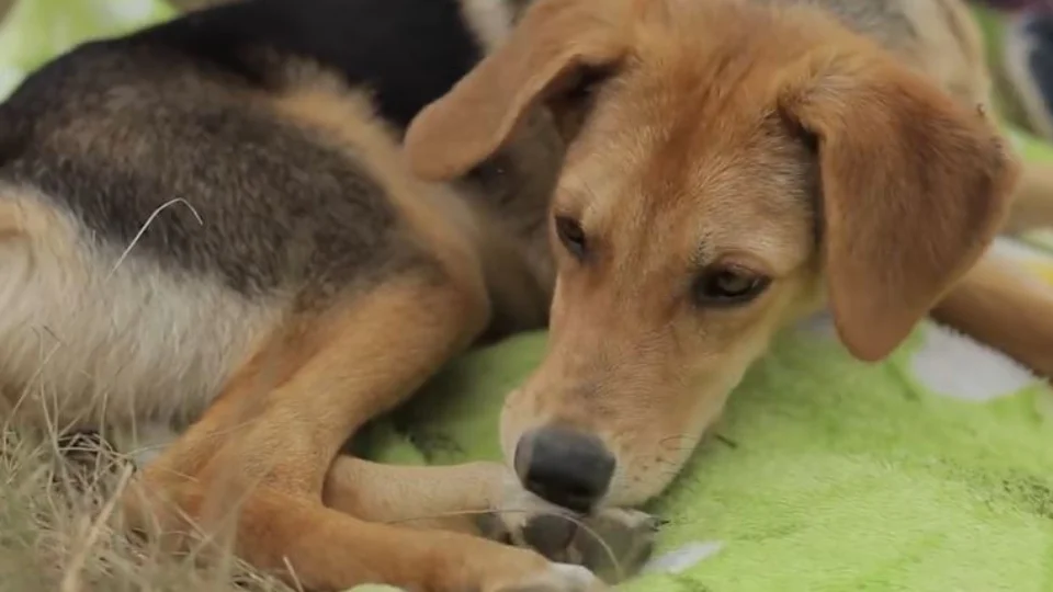 Alergia animal: entenda o que fazer quando seu pet lambe excessivamente as patas