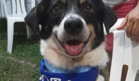 Adoção: saiba o que é preciso para adotar um pet e conheça ONGs em Manaus