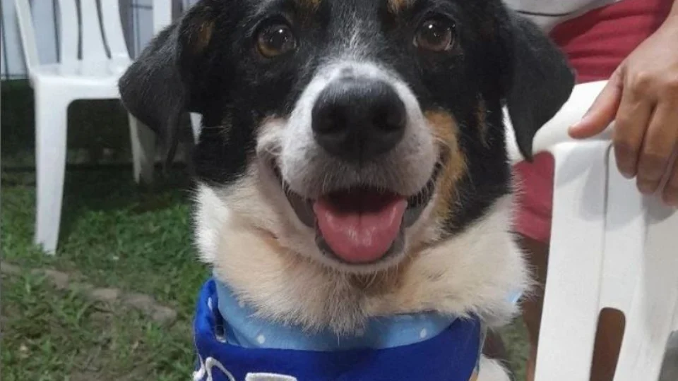 Adoção: saiba o que é preciso para adotar um pet e conheça ONGs em Manaus