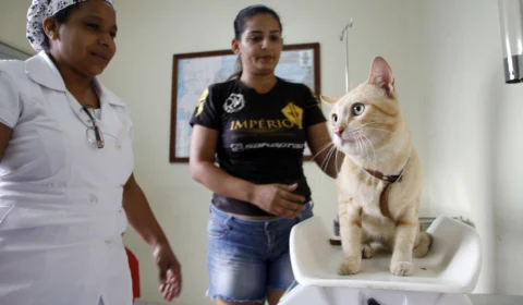 CCZ divulga calendário trimestral para agendamento de castração de cães e gatos, em Manaus