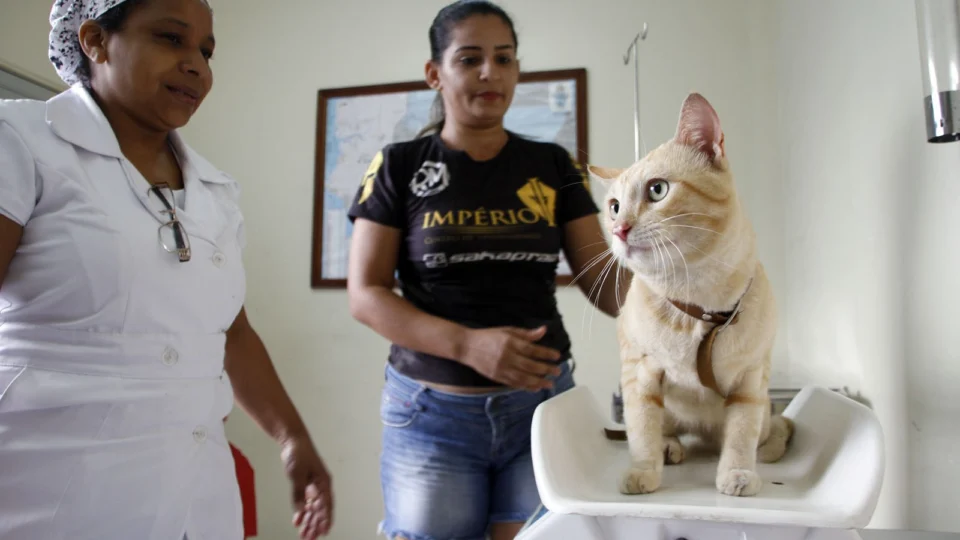 CCZ divulga calendário trimestral para agendamento de castração de cães e gatos, em Manaus