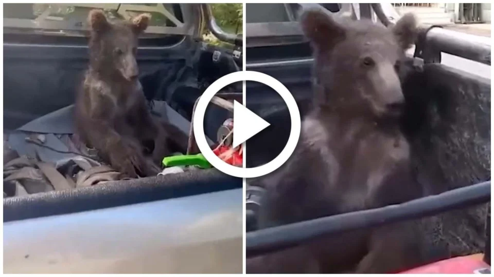 VÍDEO: ursa é resgatada e ganha nome após comer mel alucinógeno na Turquia