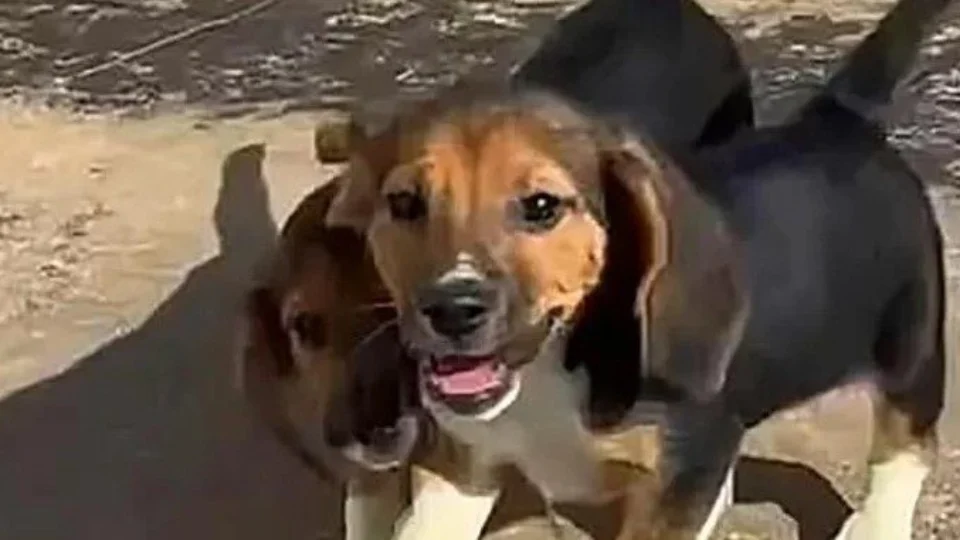 Pela primeira vez, cães são clonados a partir de células editadas por CRISPR