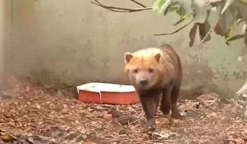 Ameaçado de extinção, Joca, um cachorro-vinagre, é resgatado pela Polícia Ambiental, em Cuiabá