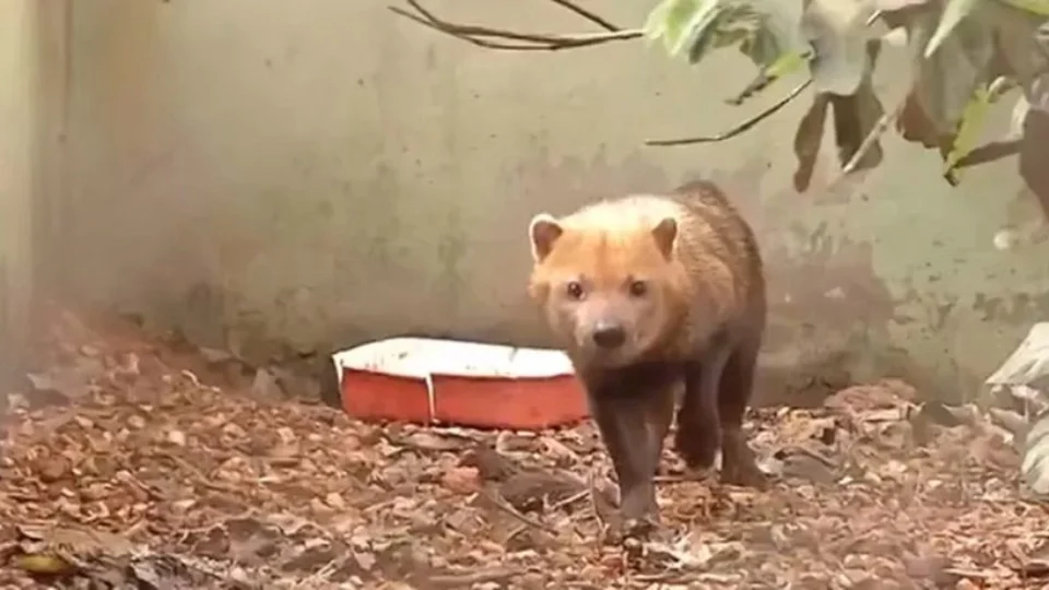 Ameaçado de extinção, Joca, um cachorro-vinagre, é resgatado pela Polícia Ambiental, em Cuiabá