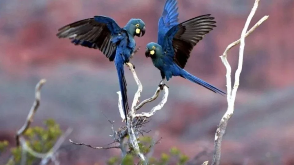 Comissão aprova projeto que facilita criação doméstica de aves nativas e exóticas