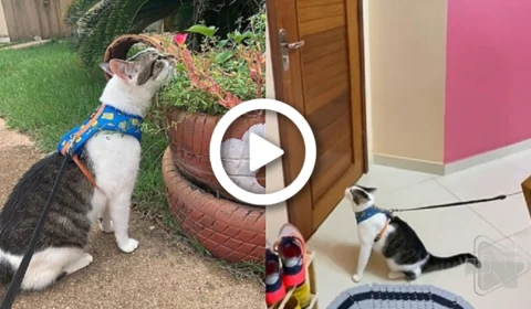 VÍDEO: conheça Luke, gato que pensa ser cachorro e pede coleira para passear