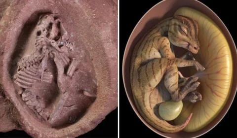 Embriões preservados de dinossauros são encontrados na China