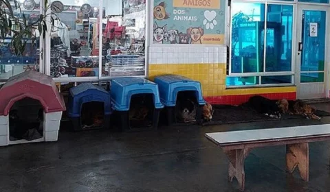 Posto chama atenção de clientes após adotar 50 cães de rua, no Paraná