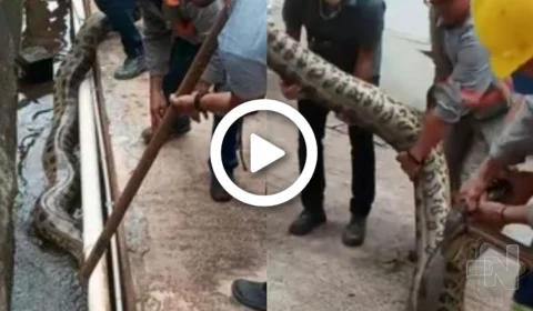 VÍDEO: sucuri gigante é encontrada por funcionário de usina na Bahia