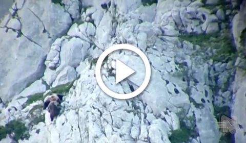 VÍDEO: urso tenta matar filhote, briga com fêmea e os dois despencam de penhasco na Espanha