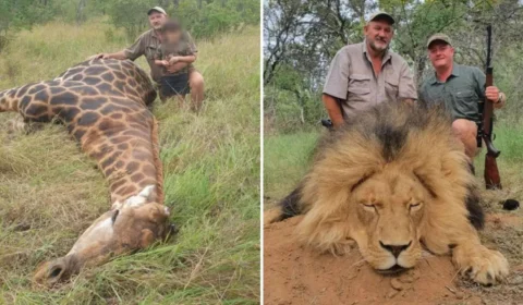 Caçador é encontrado morto com marcas de tiro na África do Sul
