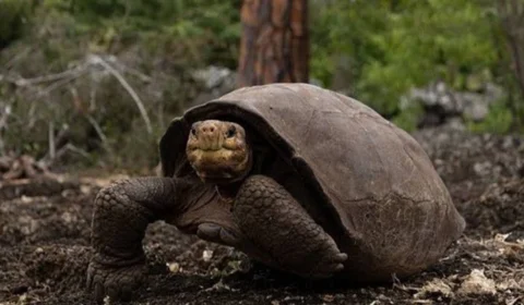 Cientistas encontram tartaruga-gigante de espécie que acreditavam estar extinta há 116 anos
