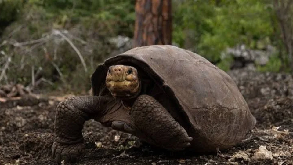 Cientistas encontram tartaruga-gigante de espécie que acreditavam estar extinta há 116 anos