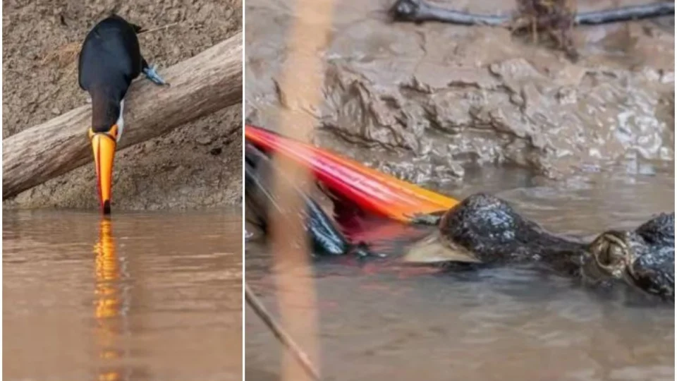 Impressionante: Tucano é comido por jacaré ao beber água em rio, em MS