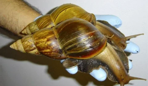 Centenas de caramujos africanos gigantes invadem a Flórida, nos EUA