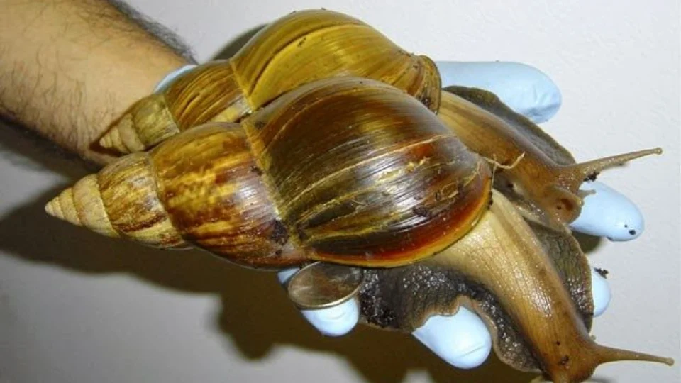 Centenas de caramujos africanos gigantes invadem a Flórida, nos EUA