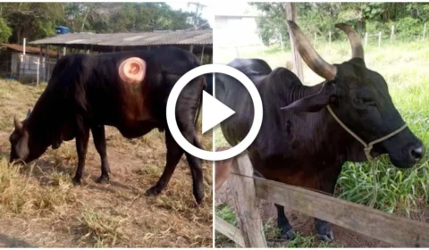 VÍDEO: vaca é furtada de universidade em Parintins, interior do Amazonas