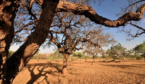 Pesquisa da USP indica que metade da Caatinga está desmatada e com centenas de espécies em risco