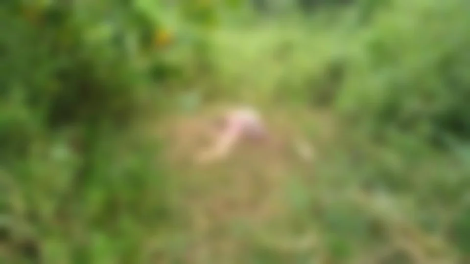 Corpo é encontrado sendo devorado por urubus em área de mata na Zona Oeste de Manaus