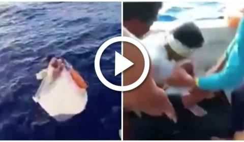 VÍDEO: paraense fica à deriva dentro de freezer por dias em alto-mar no Suriname