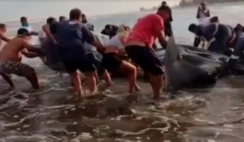 Raia de mais de 6 metros é encontrada em ilha no litoral de São Paulo