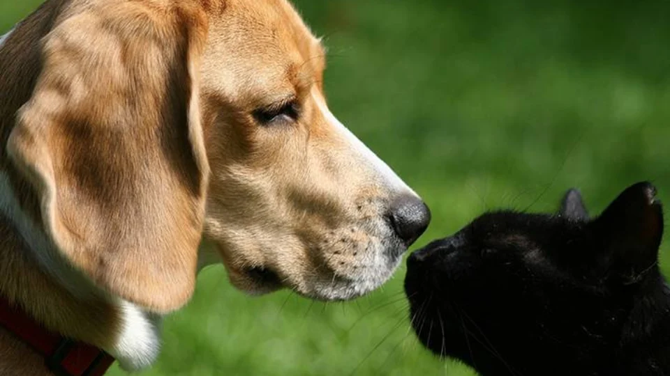 Faculdade realiza atendimentos gratuitos para pets a partir de sexta-feira, 17