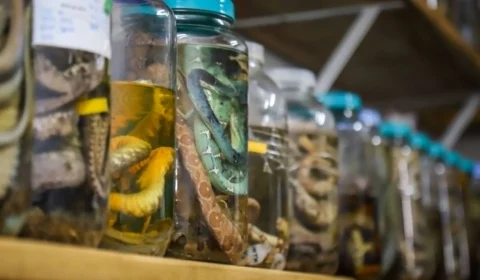 Mais de 1.300 acidentes com animais peçonhentos são registrados entre janeiro e maio deste ano no AM