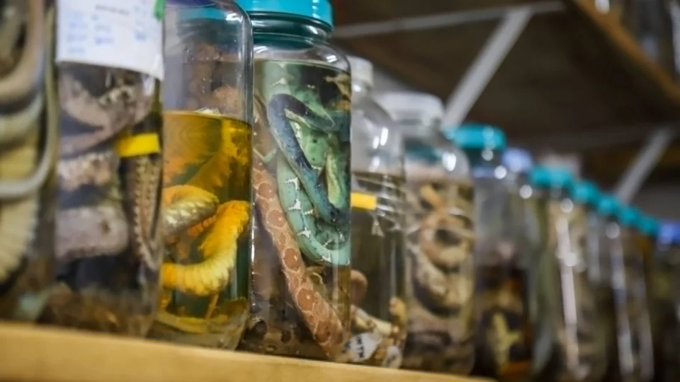 Mais de 1.300 acidentes com animais peçonhentos são registrados entre janeiro e maio deste ano no AM