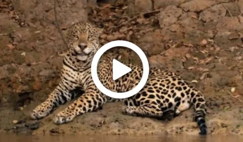 VÍDEO: vejo o momento que onça ‘Xingu’ ataca jacaré no Pantanal